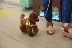 泉南動物病院画像