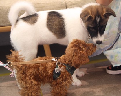 泉南動物病院画像