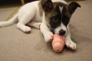 泉南動物病院画像