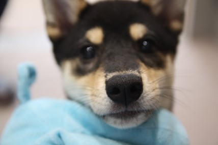 泉南動物病院画像