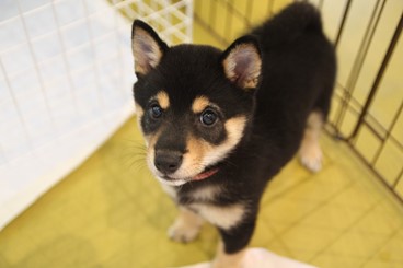 泉南動物病院画像