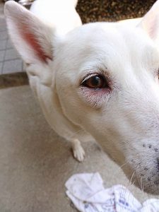 泉南動物病院画像