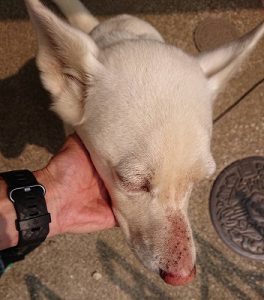 泉南動物病院画像