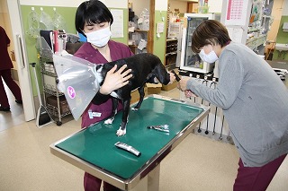 泉南動物病院画像