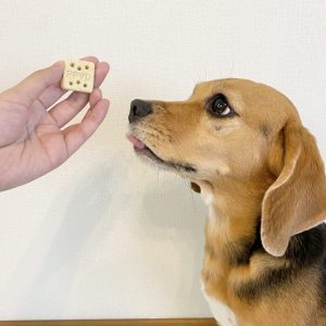 泉南動物病院画像