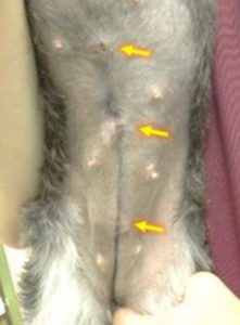 泉南動物病院画像