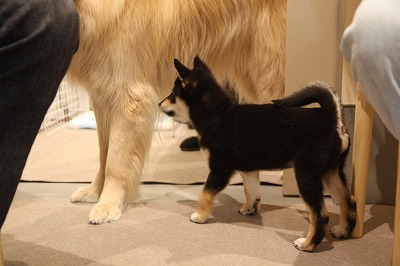 泉南動物病院画像
