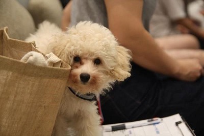 泉南動物病院画像