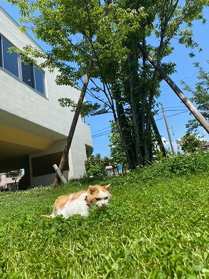 泉南動物病院画像