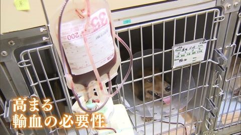 泉南動物病院画像