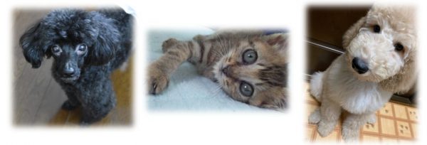泉南動物病院画像