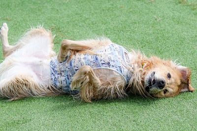 泉南動物病院画像