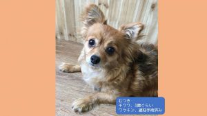 泉南動物病院画像