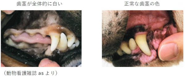 泉南動物病院画像