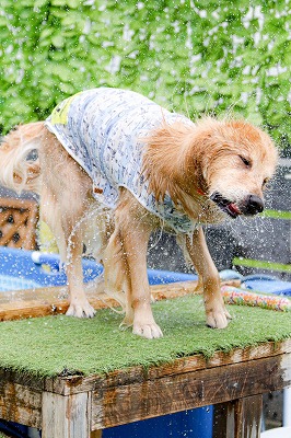 泉南動物病院画像