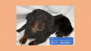 泉南動物病院画像