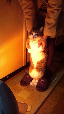 泉南動物病院画像
