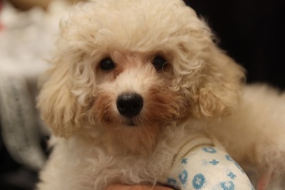 泉南動物病院画像