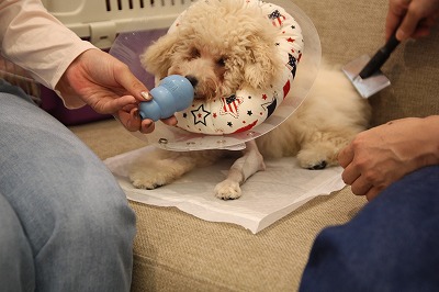 泉南動物病院画像