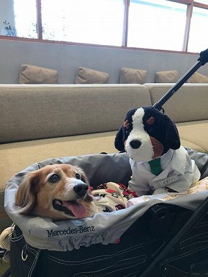 泉南動物病院画像