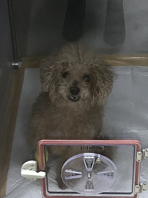 泉南動物病院画像
