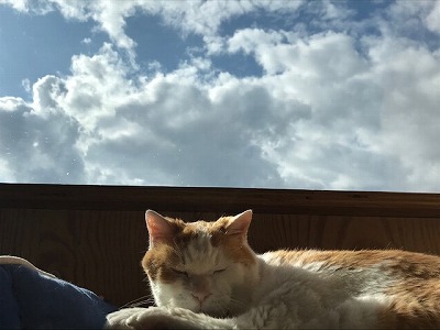 泉南動物病院画像