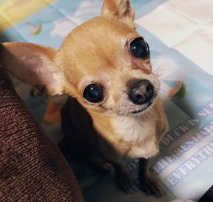 泉南動物病院画像