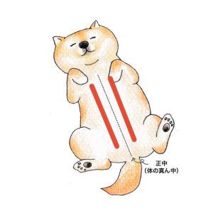泉南動物病院画像