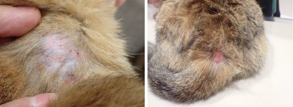 泉南動物病院画像