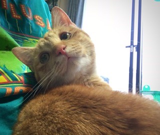 泉南動物病院画像