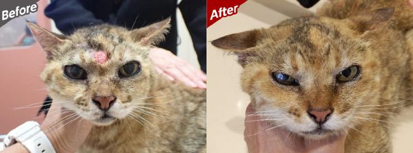 泉南動物病院画像