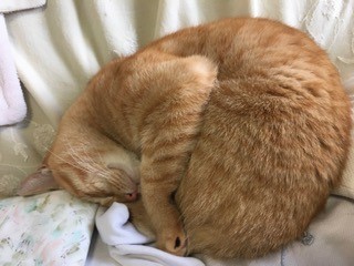 泉南動物病院画像