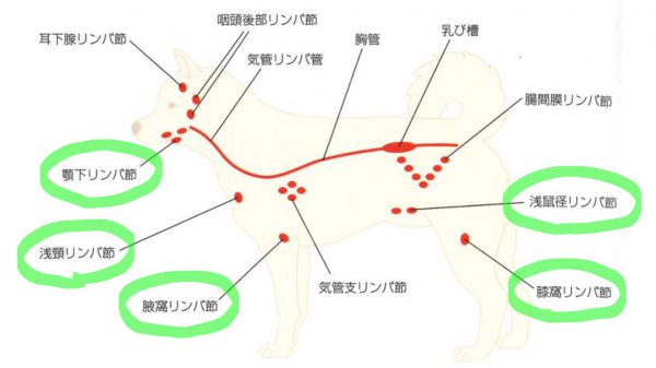 泉南動物病院画像
