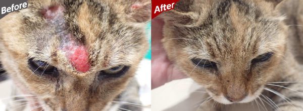 泉南動物病院画像