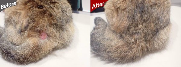 泉南動物病院画像