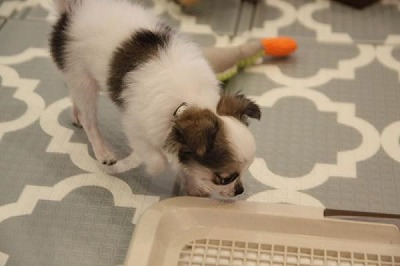 泉南動物病院画像