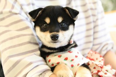 泉南動物病院画像