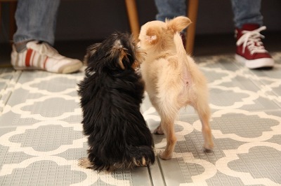 泉南動物病院画像
