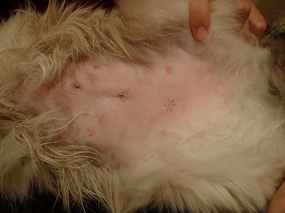 泉南動物病院画像