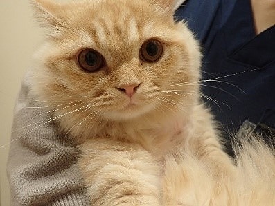泉南動物病院画像