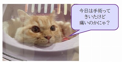 泉南動物病院画像