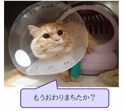 泉南動物病院画像