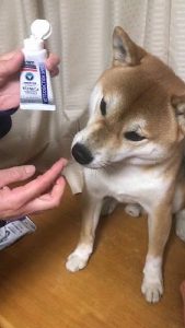 泉南動物病院画像