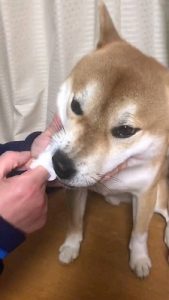 泉南動物病院画像