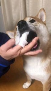 泉南動物病院画像
