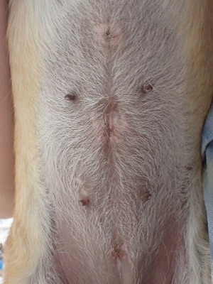 泉南動物病院画像