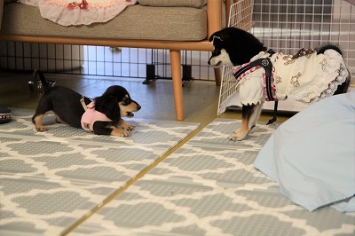 泉南動物病院画像