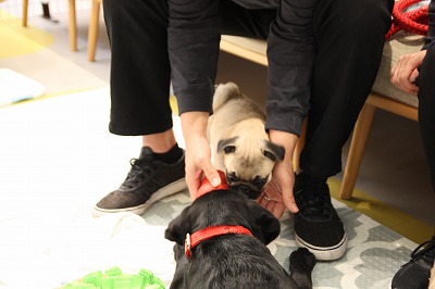 泉南動物病院画像