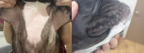 泉南動物病院画像