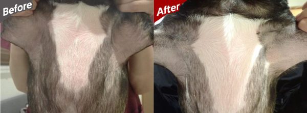 泉南動物病院画像